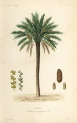 Dattier, Phoenix dactylifera