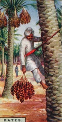 Dattes - Récolte des fruits, Afrique du Nord, 1928