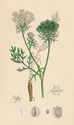 Daucus Carota. Carotte sauvage, 19e siècle