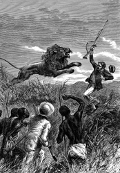 David Livingstone, missionnaire écossais et explorateur africain, attaqué par un lion, vers 1860