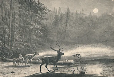 Cerfs sur le lac St. Regis, la nuit, 1883