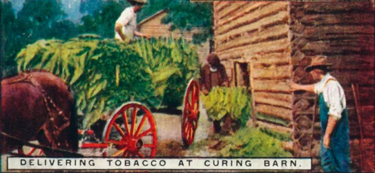 Livraison de tabac à la grange de séchage