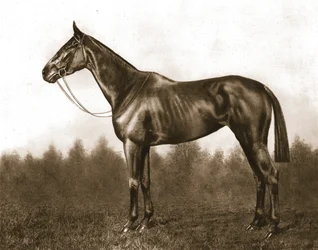 Démure, 1911