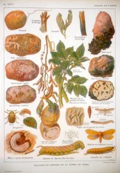 Maladies de la pomme de terre, vers 1920