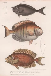 Chirurgien, vivaneau commun, poisson-licorne à museau court