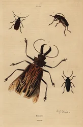 Dorysthenes paradoxus 1, Macrodontia cervicornis, vulnérable 2, Elateropsis lineatus 3 et Prionus versicolor 4