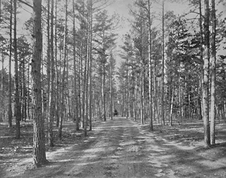 Promenade dans le parc Piney Woods, Lakewood, New Jersey, vers 1897
