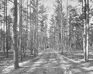 Promenade dans le parc Piney Woods, Lakewood, New Jersey, USA, vers 1900