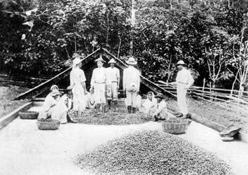 Séchage du cacao, Trinidad, vers 1900