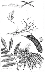 Durva Agrostis Linearis du Dr Koenig, 1799