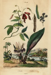 Pois de corail sombre, Kennedia rubicunda 1, fausse salsepareille, Hardenbergia violacea 2, et blackhorm