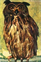 Hibou grand-duc, vers 1928