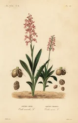 Orchis mâle, Orchis mascula, Orchis mâle, et orchis à ailes vertes, Anacamptis morio, Orchis morion