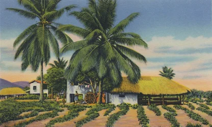 Cabanes indiennes orientales, Trinidad, B.W.I., c1940s
