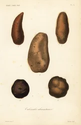 Tubercules alimentaires