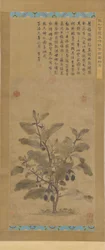 Aubergine, dynastie Ming, 1368-1644