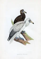 Vautour égyptien, 19e siècle