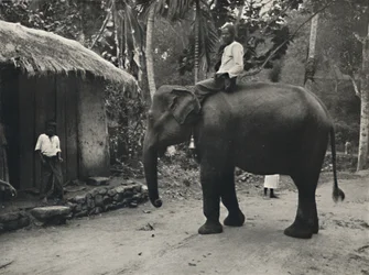 Éléphant sur un chemin près de Kandy, 1926