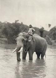 Éléphant avec cornac à Mahavaliganga, 1926