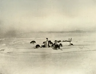 Empereurs en luge, vers 1908, 1909