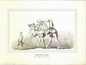 Un chameau avec son conducteur de Sardes. Illustration tirée du livre Brogede rejsebilleder d