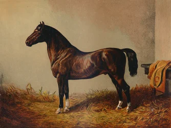 Poney entier Don Carlos, vers 1897