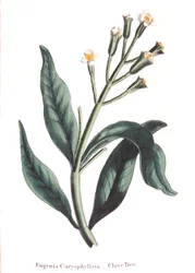 Eugenia caryophyllata - arbre à clous de girofle
