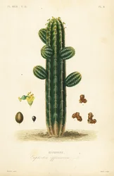 Euphorbe, Euphorbia officinarum