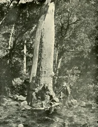 Chutes d