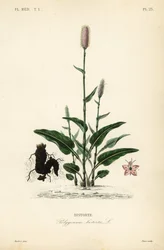Bistorte