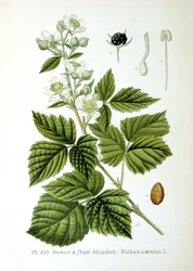 Ronce bleue européenne, 1893