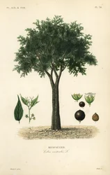 Micocoulier