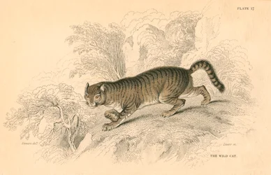 Chat sauvage européen Felis silvestris, 1828