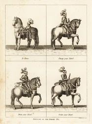 Exercice du cheval