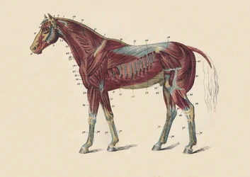 Muscles et tendons externes du corps du cheval, vers 1879