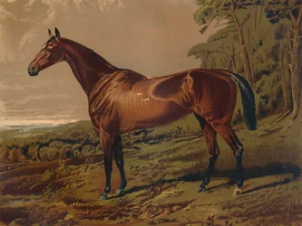 Belle Nell, vers 1879