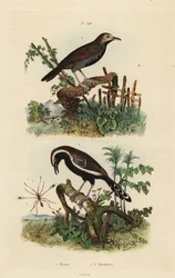 Fée mouche, Mymar pulchellum, fourmilier à franges blanches du sud, Formicivora grisea et fourmilier à gorge noire, Myrmophylax atrothorax melanura