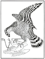 Faucon et aigrette, 16ème siècle, 1886