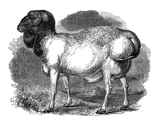 Mouton à queue grasse de Tartarie, 1848