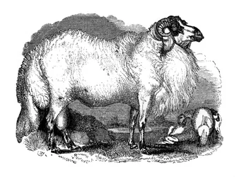 Moutons à queue grasse de Syrie, 1848