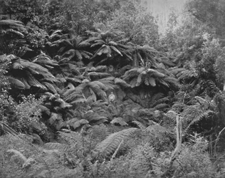 Vallée des Fougères, sous le Mont Wellington, 19ème siècle