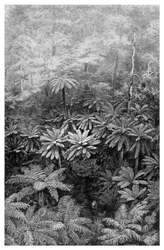 Fern Tree Gully, Australie, 1886