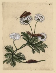 Grande camomille avec papillon, chenille et chrysalide