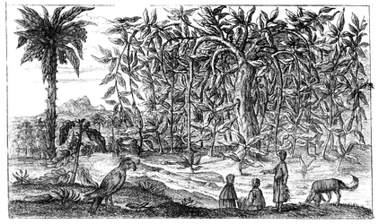 Figuiers, 19ème siècle