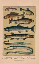 Poisson, 1907