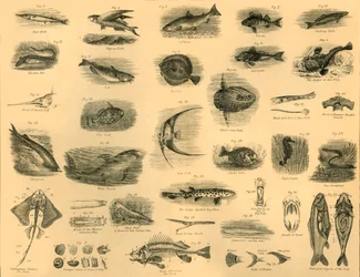 Poissons, vers 1910