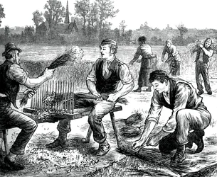 Égrenage du lin, vers 1880