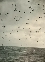 Vol de pétrels antarctiques, vers 1908, 1909