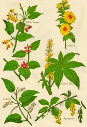 Fleurs : Douce-amère, Nerprun, Cubèbe, Chicorée, Huile de ricin, Épine-vinette
