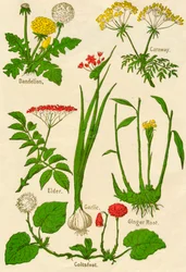 Fleurs : Pissenlit, Carvi, Sureau, Ail, Tussilage, Racine de Gingembre, vers 1940